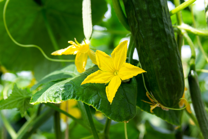 yellow flower in greenhouse