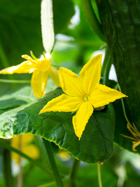 yellow flower in greenhouse